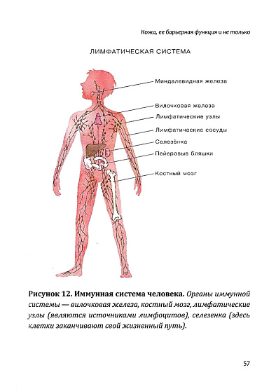 Атопический дерматит. Раскрытые и непознанные тайны заболевания - cogito-shop.com